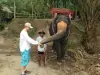 Feeding elephant in Thailand.
